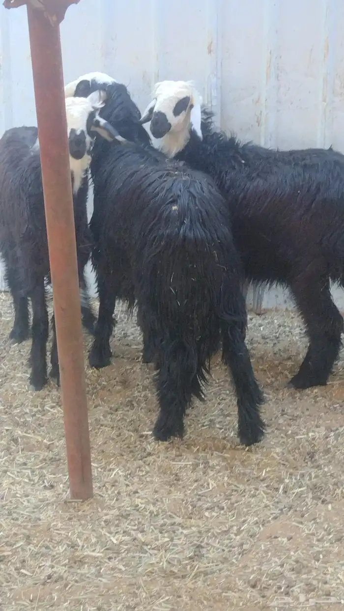 ارخال نجد دغم 9