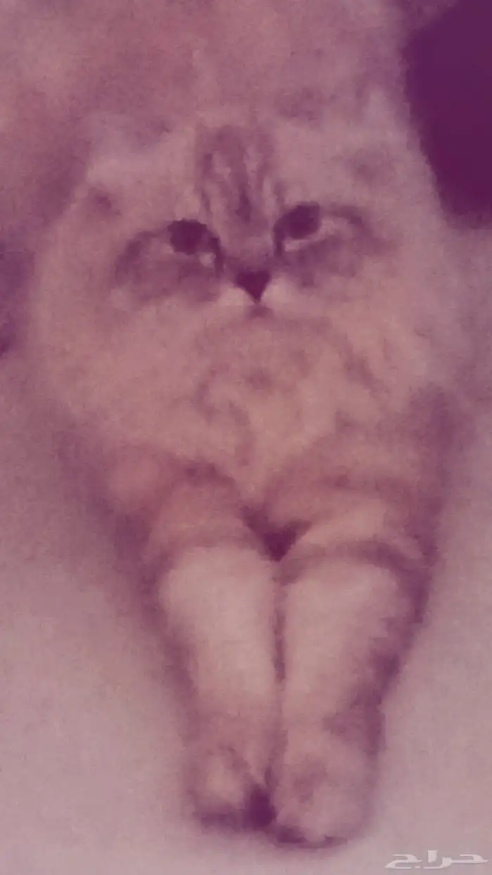 قط للتزاوج شيرازي مكس سكوتش 0