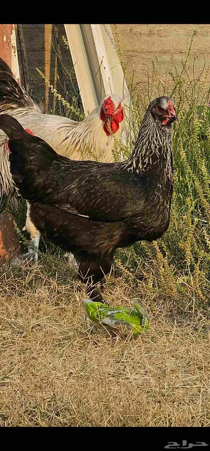 ديك ودجاجتين بلدي احجام كفو . الدجاج بشاير تو بدت تبيض 3
