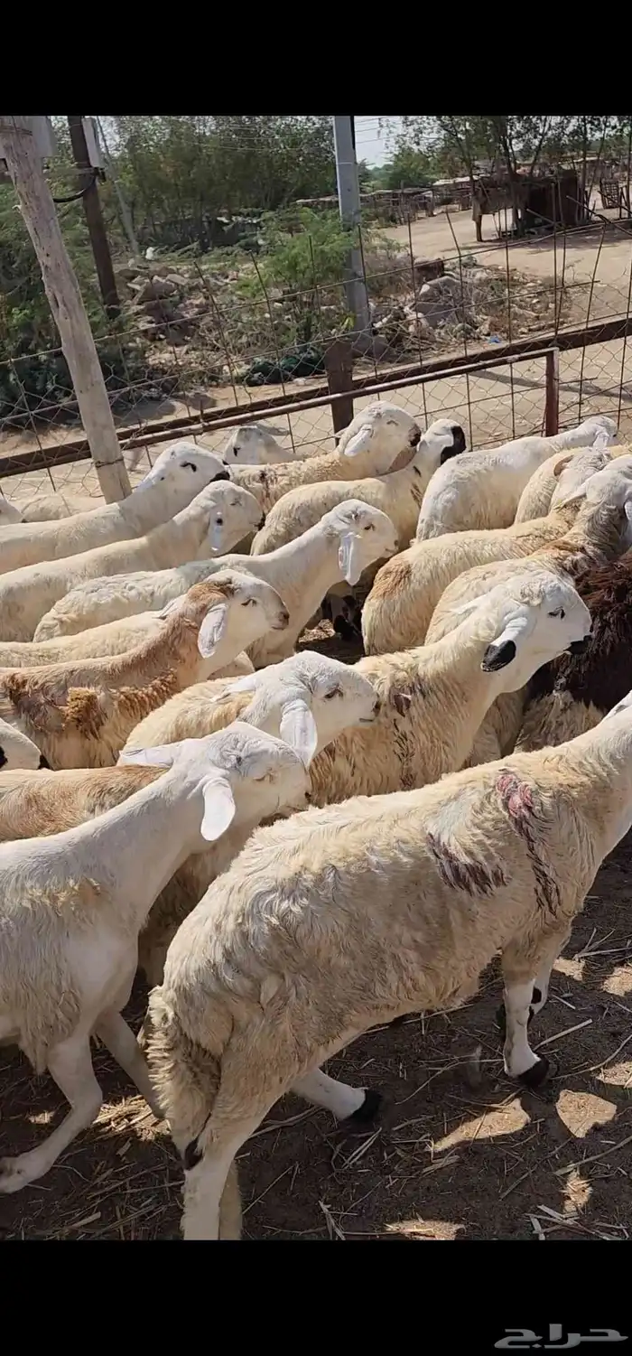 كباشه سواكني مربيه شحم فل 2