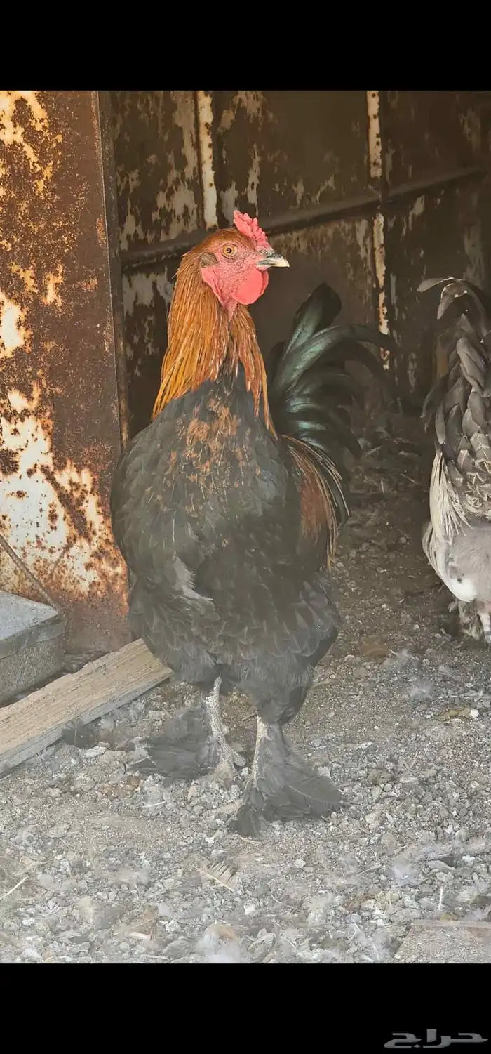 دجاج للبيع . ديك ودجاجتين هجين براهما وبلدي 3