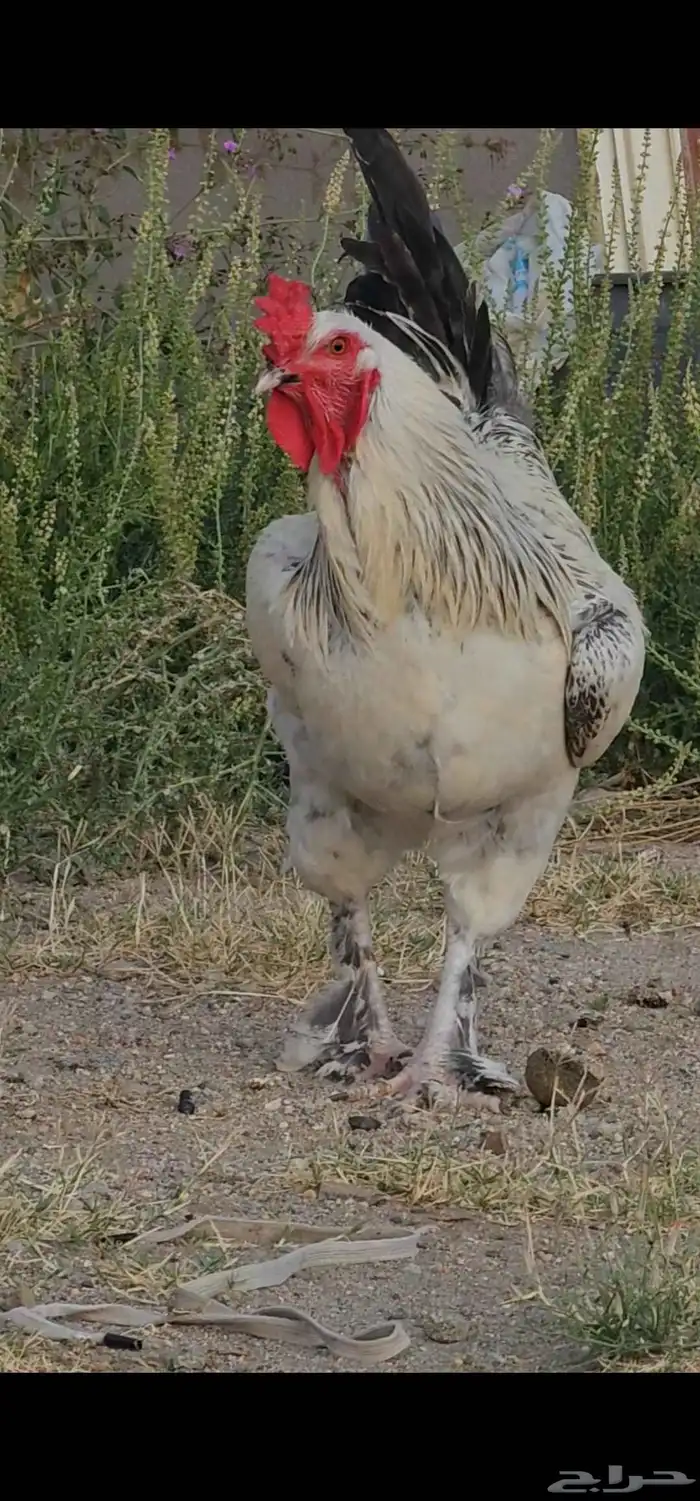 ديك ودجاجتين بلدي احجام كفو . الدجاج بشاير تو بدت تبيض 0