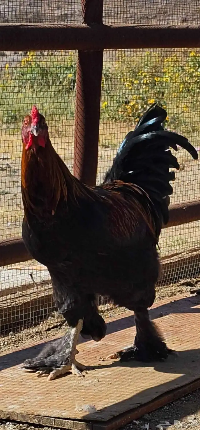 دجاج للبيع . ديك ودجاجتين هجين براهما وبلدي 2