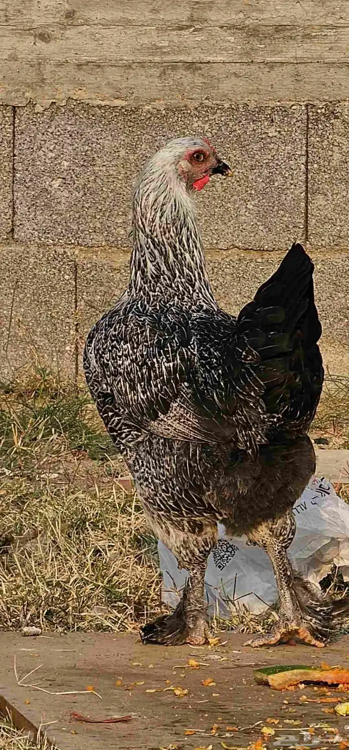 ديك ودجاجتين بلدي احجام كفو . الدجاج بشاير تو بدت تبيض 2