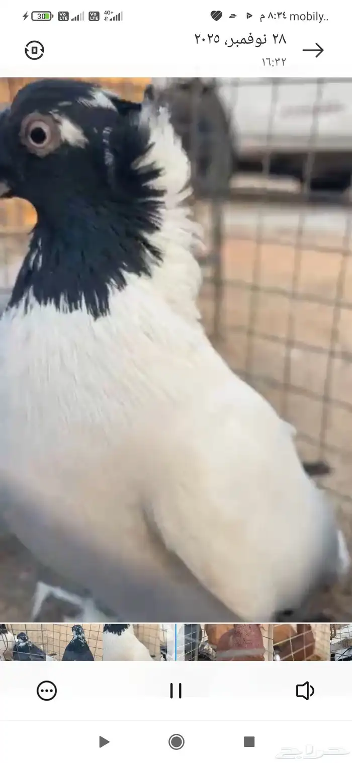 زوج اجنبي ابيض ع سوده و وزوج انقليزي اصفر ع حمره _ 2