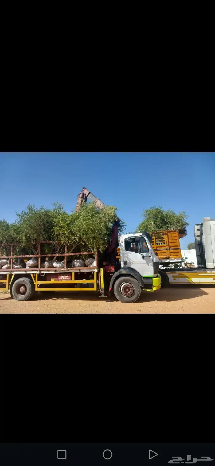 زيتون معمر مثمر ونخيل عربي واشنطني 3