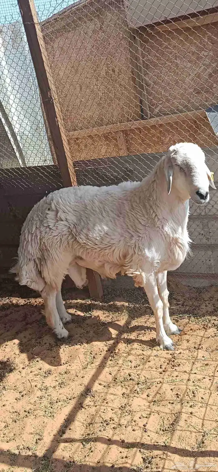 فحل حري صنف ثني 0