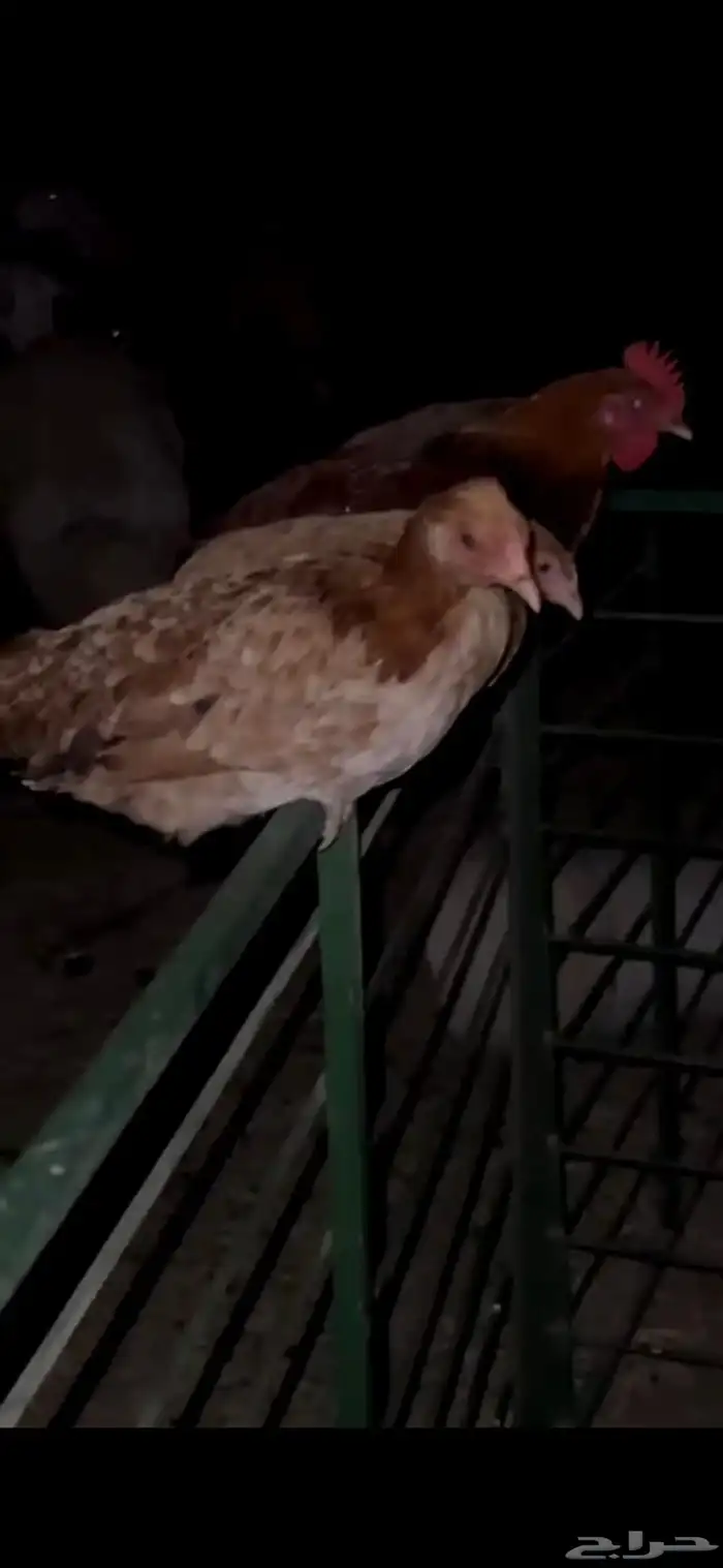 دجاج حضان 0