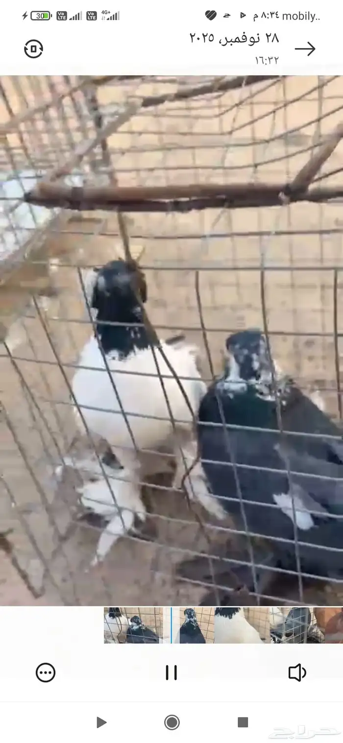 زوج اجنبي ابيض ع سوده و وزوج انقليزي اصفر ع حمره _ 0