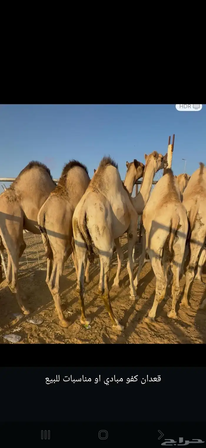 قعدان فل الفل للبيع 0