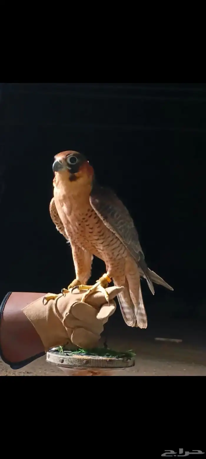 للبيع شيهانه فارسيه بكر مشروطه حمام سلم 1