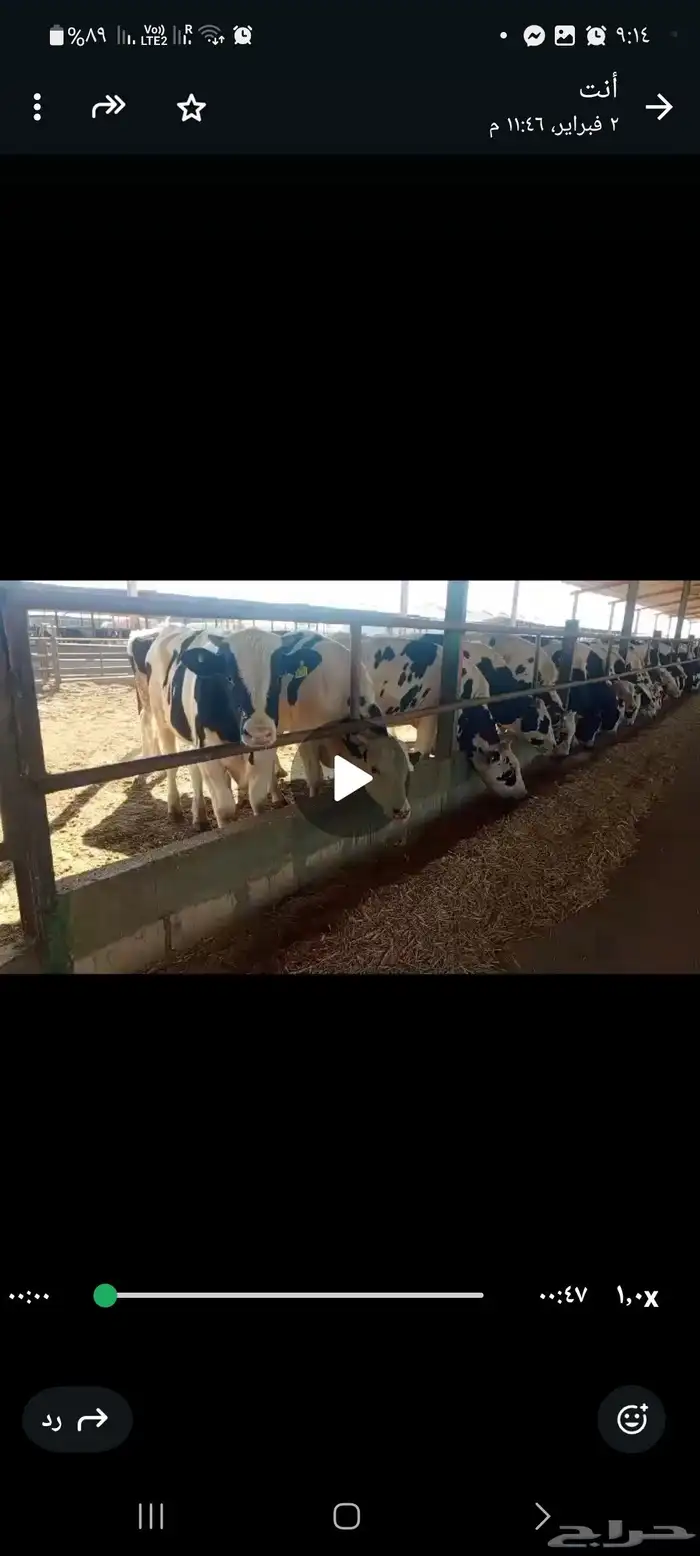 عجول هولندى للبيع جودة وأسعار تنافسيه 1