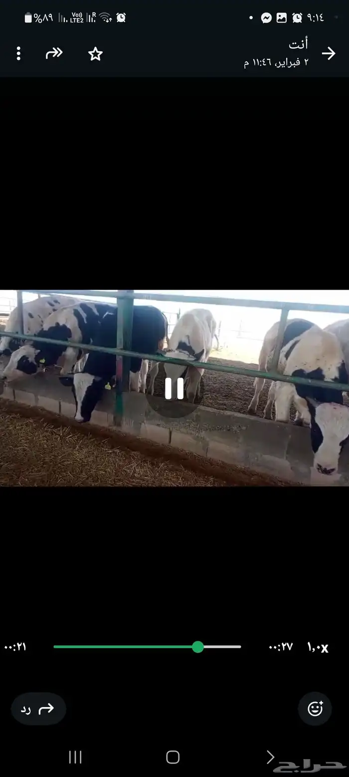 عجول هولندى للبيع جودة وأسعار تنافسيه 0