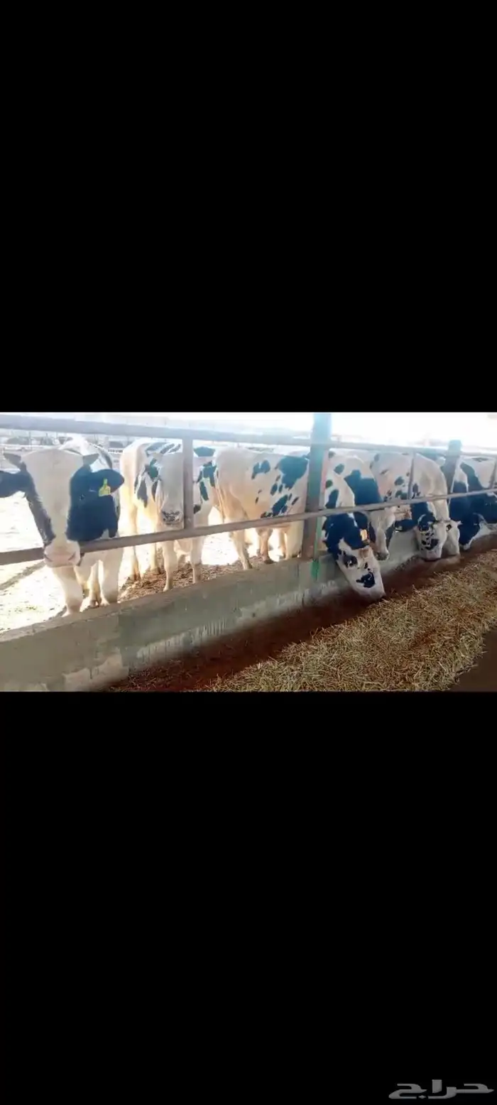 عجول هولندى للبيع جودة وأسعار تنافسيه 3