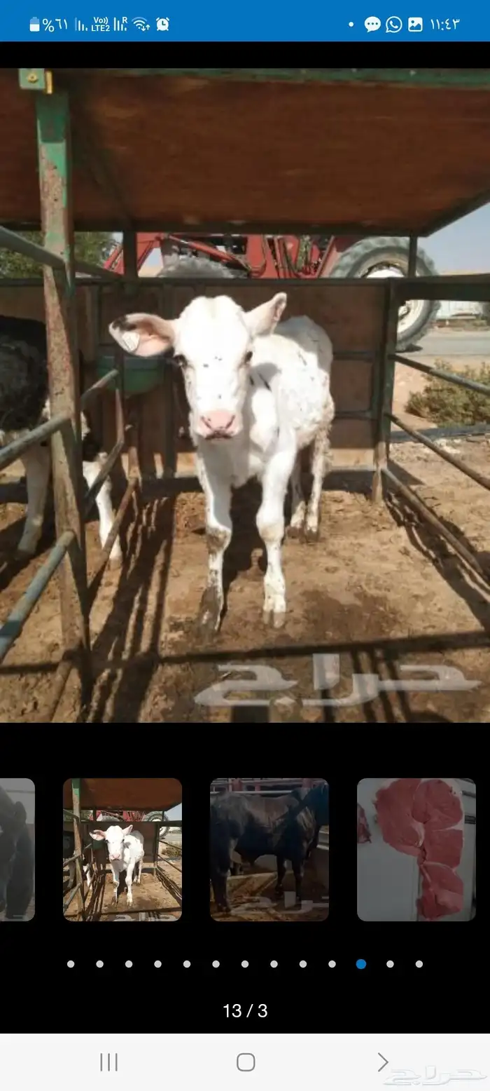 عجول هولندى للبيع جودة وأسعار تنافسيه 9