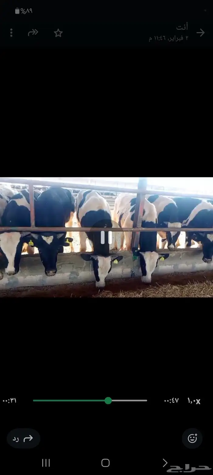 عجول هولندى للبيع جودة وأسعار تنافسيه 4