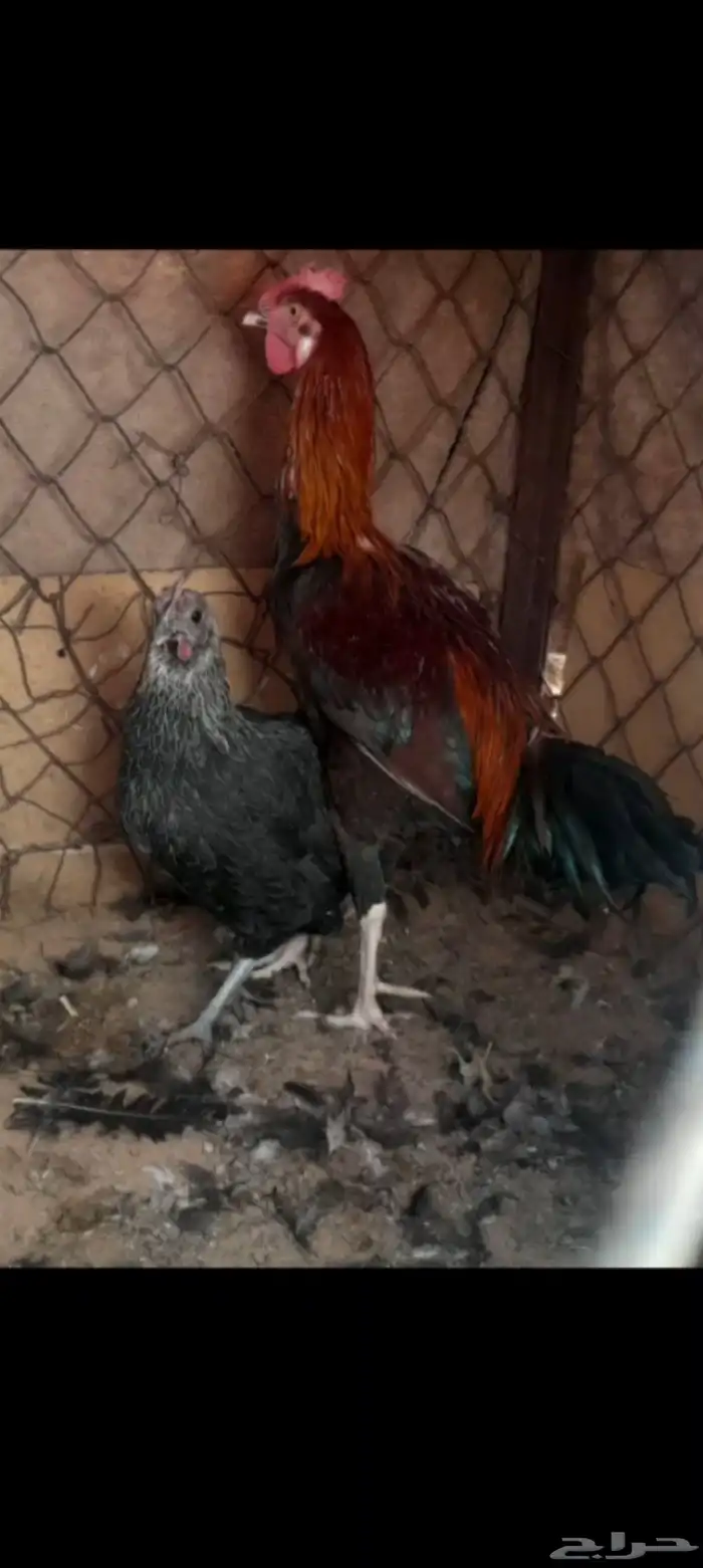 ديك هجين باكستاني للبيع 0