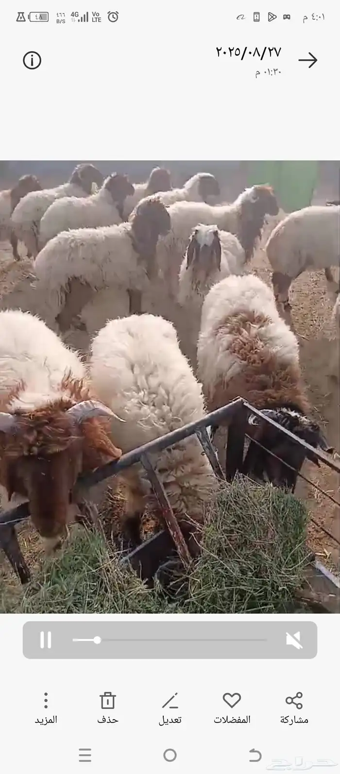 خرفان ورخال نعيمي بلدي شرط 2