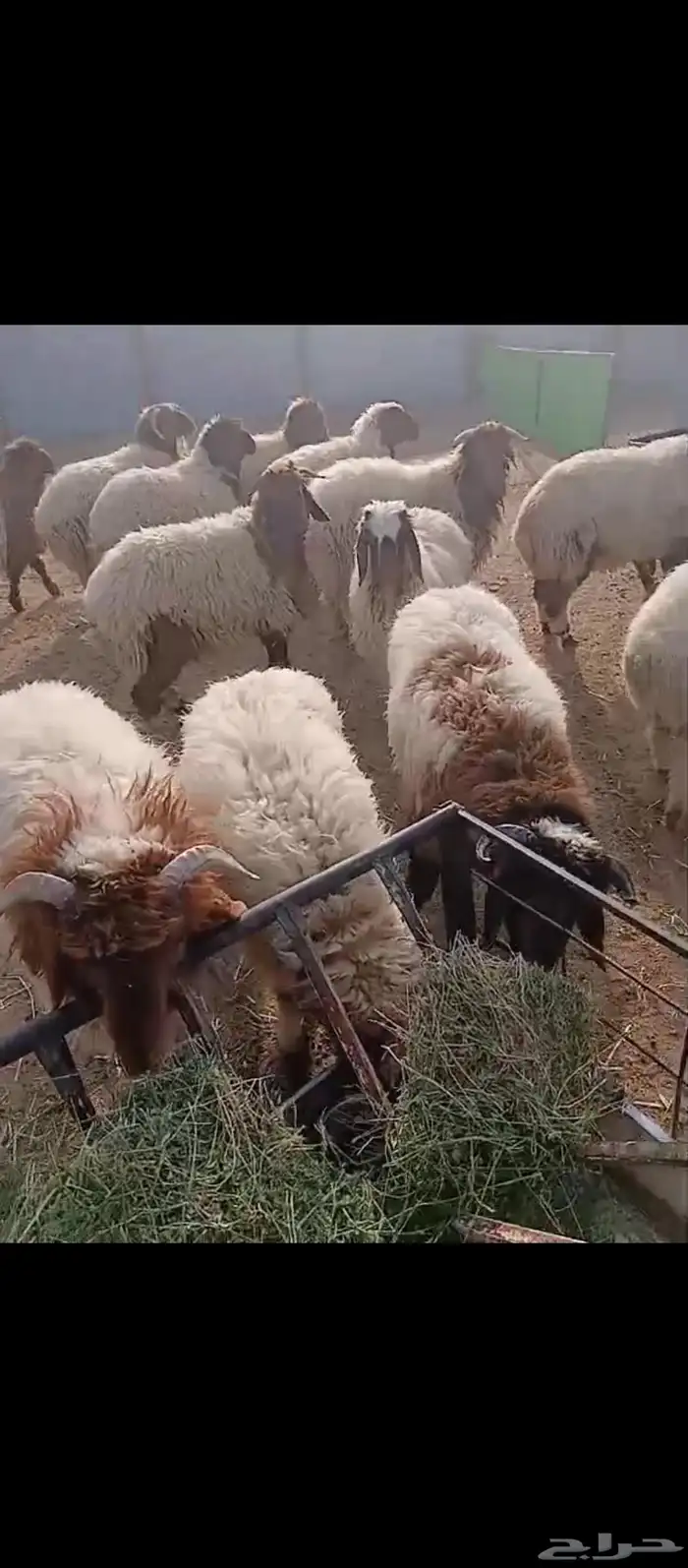 خرفان ورخال نعيمي بلدي شرط 0