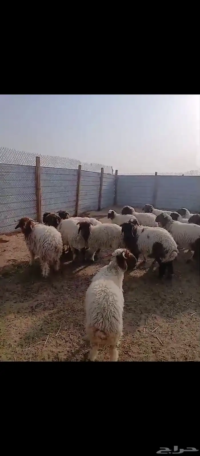 خرفان ورخال نعيمي بلدي شرط 1