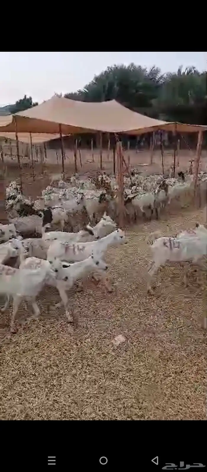 تيوس بحاره 5