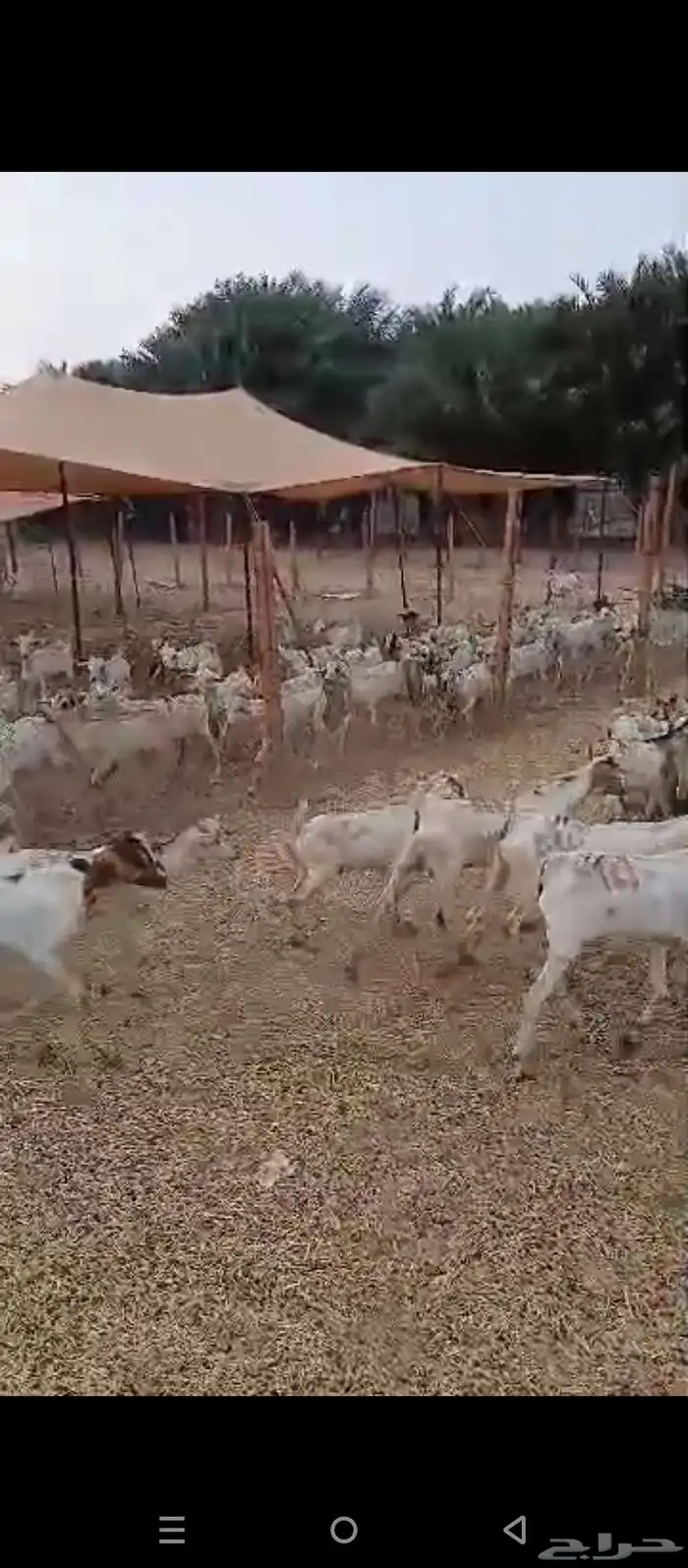 تيوس بحاره 0