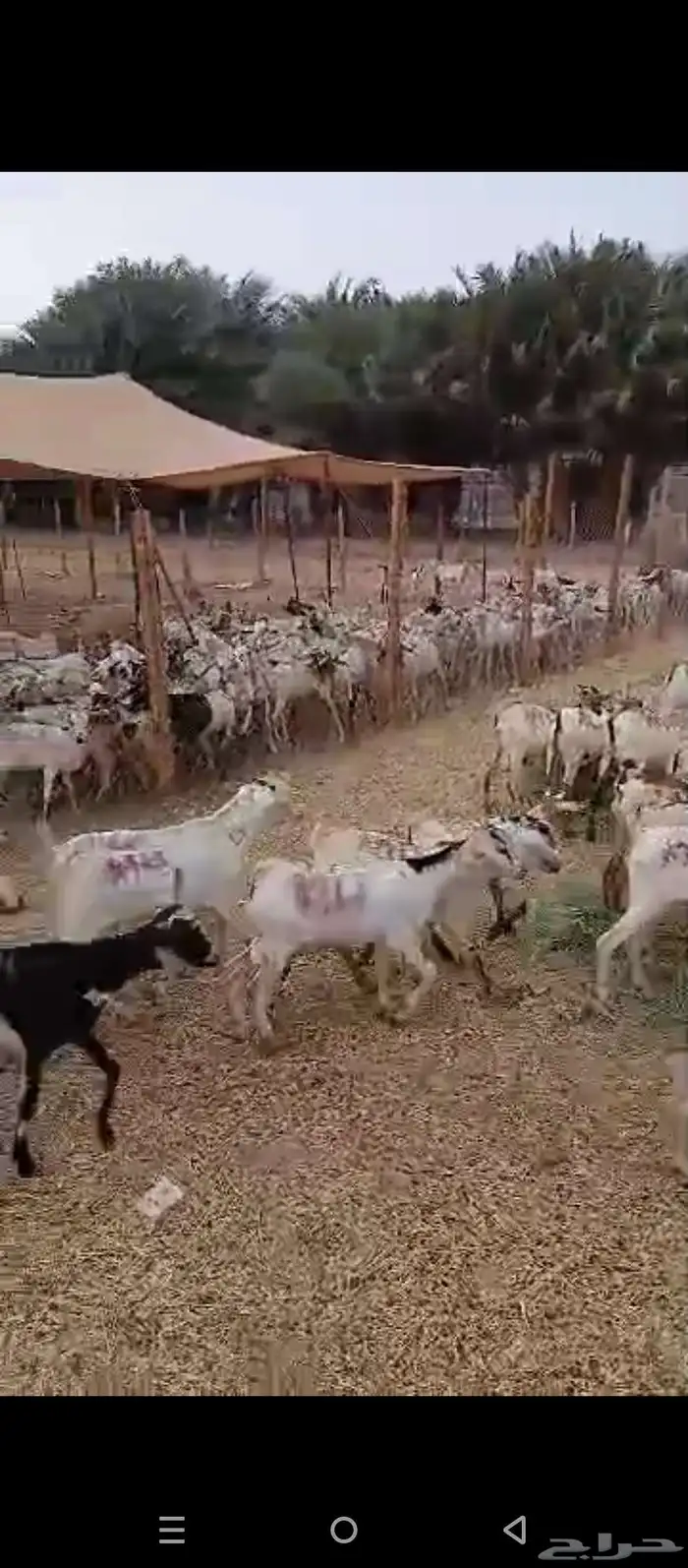 تيوس بحاره 4