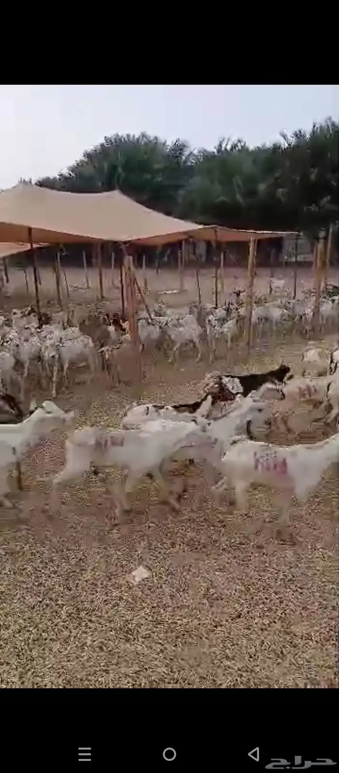 تيوس بحاره 2