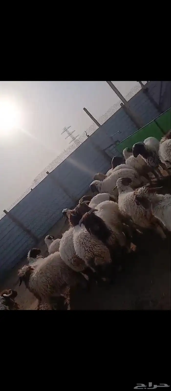 خرفان ورخال نعيمي بلدي شرط 4