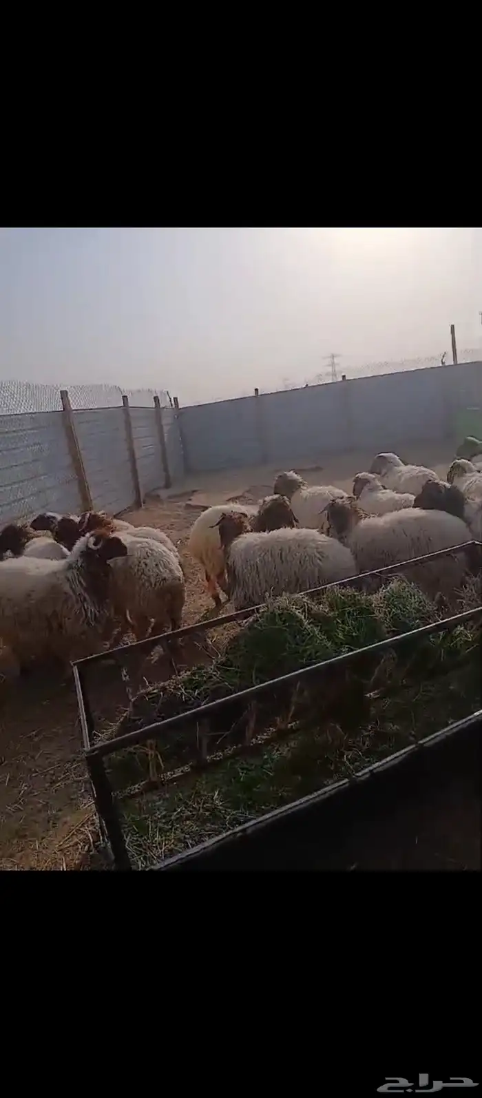 خرفان ورخال نعيمي بلدي شرط 5