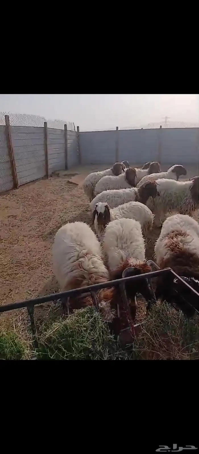 خرفان ورخال نعيمي بلدي شرط 6