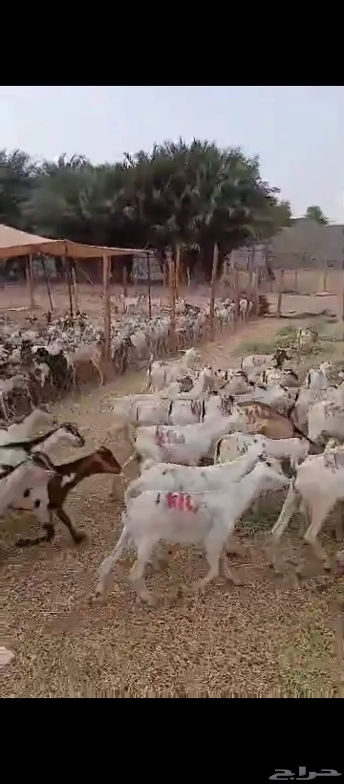 تيوس بحاره 3