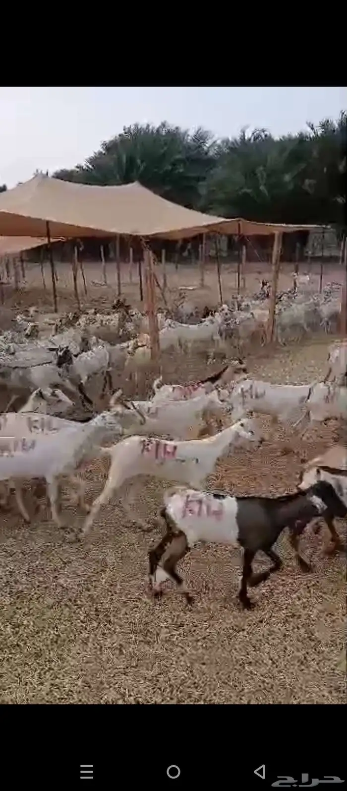 تيوس بحاره 1