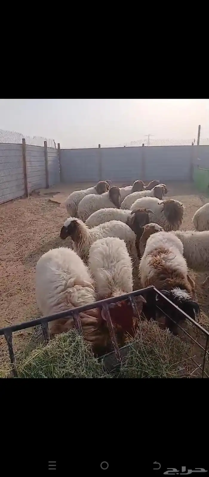 خرفان ورخال نعيمي بلدي شرط 3