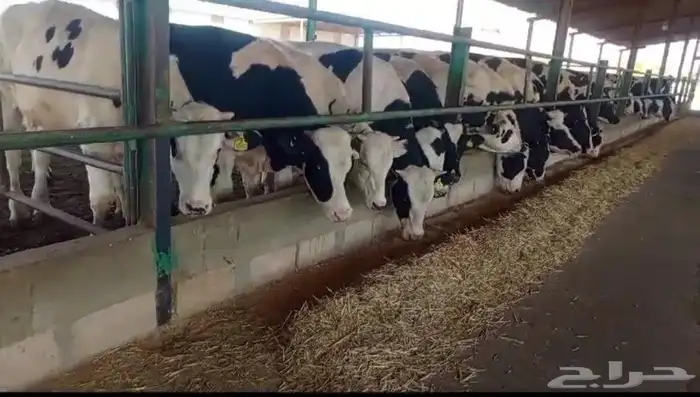 عجول هولندى للبيع جودة وأسعار تنافسيه 5