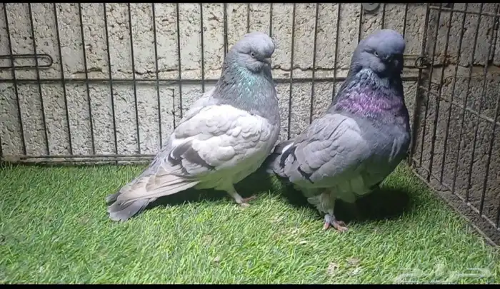 حمام زينه لونق كلين 0