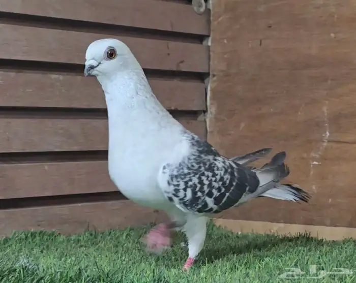 جوز عمري بوز بكحله 4