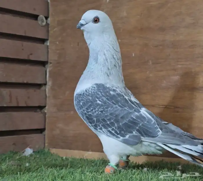 جوز عمري بوز بكحله 0