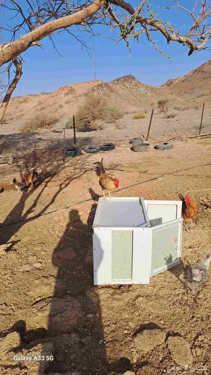 دجاج بلدي انتاج((تم البيع)). 1