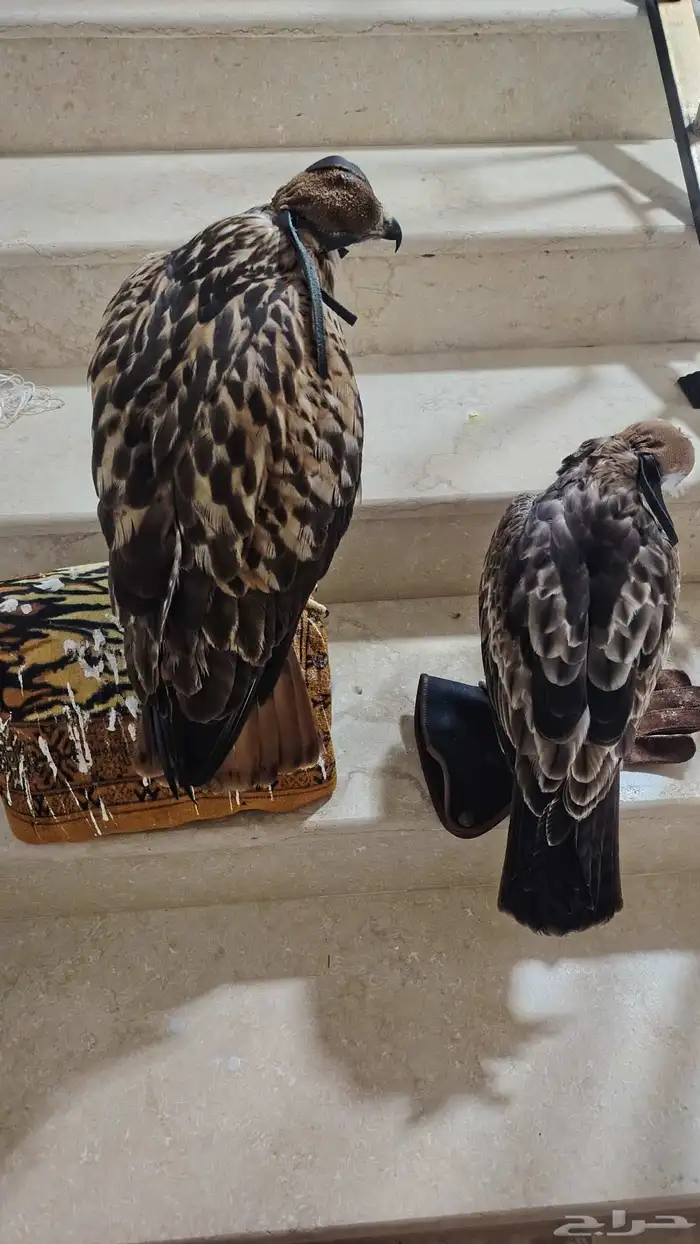 عقاب للبيع 0