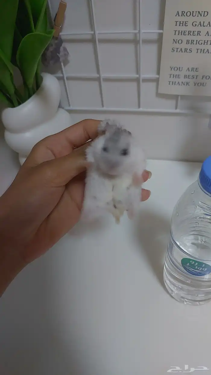 همستر ونتر وايت انثى منجبه 1