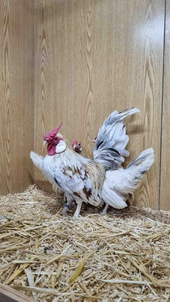 دجاج روز خوارج مميز 4