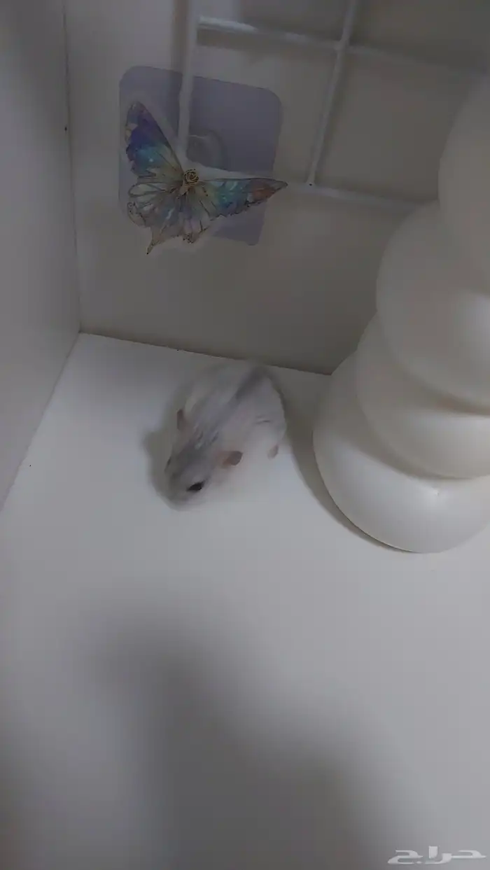 همستر ونتر وايت انثى منجبه 3