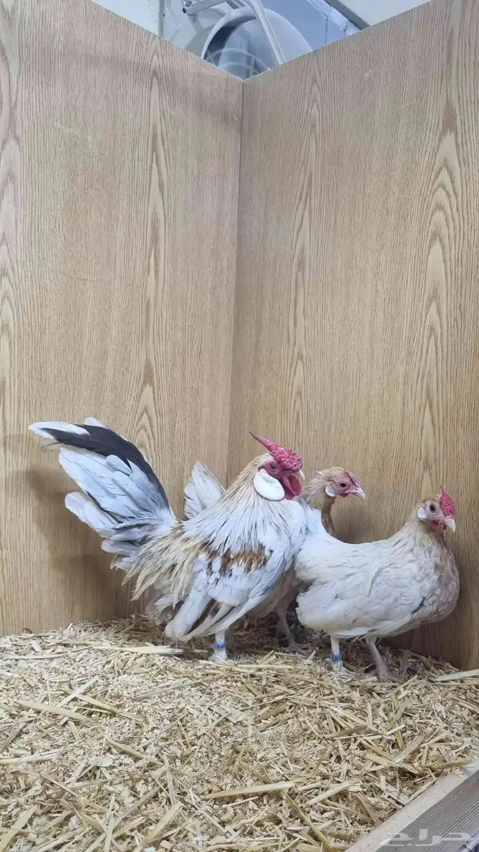 دجاج روز خوارج مميز 3