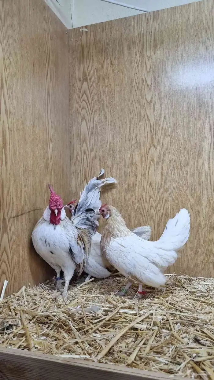 دجاج روز خوارج مميز 6