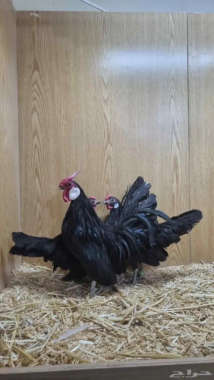 دجاج روز من انتاج خوارج 1