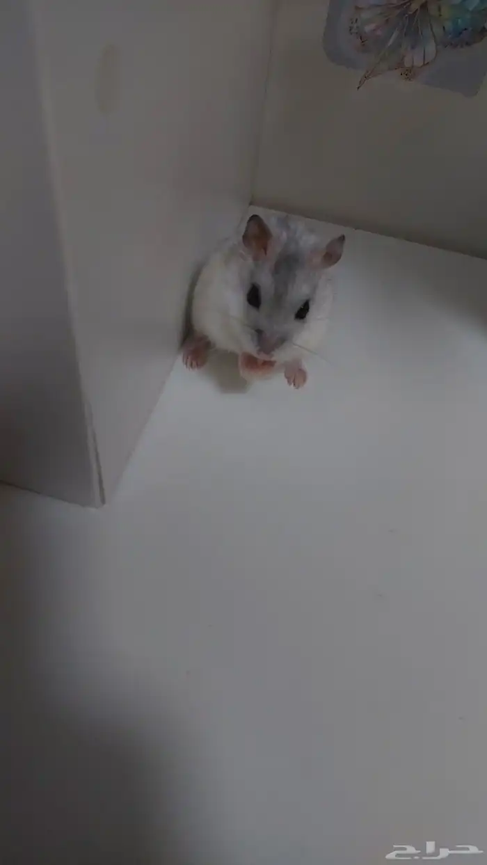 همستر ونتر وايت انثى منجبه 4