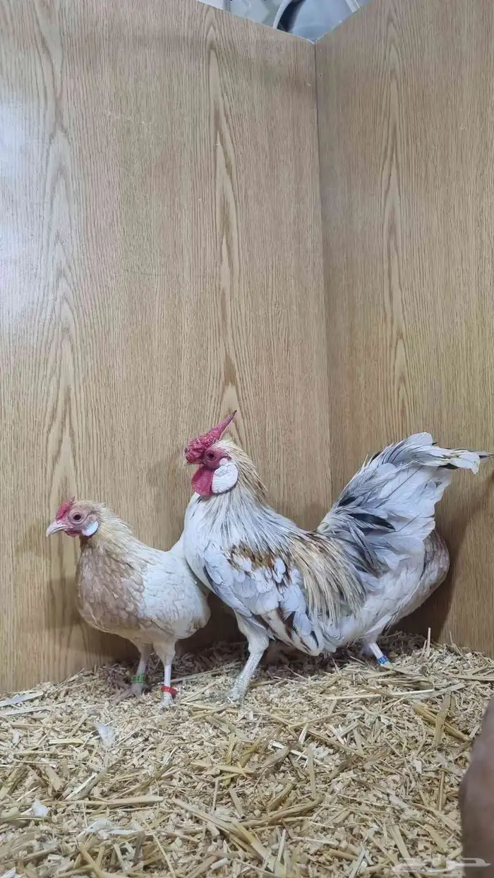 دجاج روز خوارج مميز 0