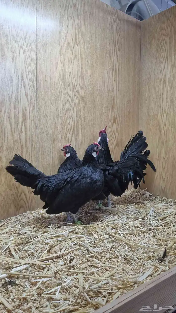 دجاج روز من انتاج خوارج 4