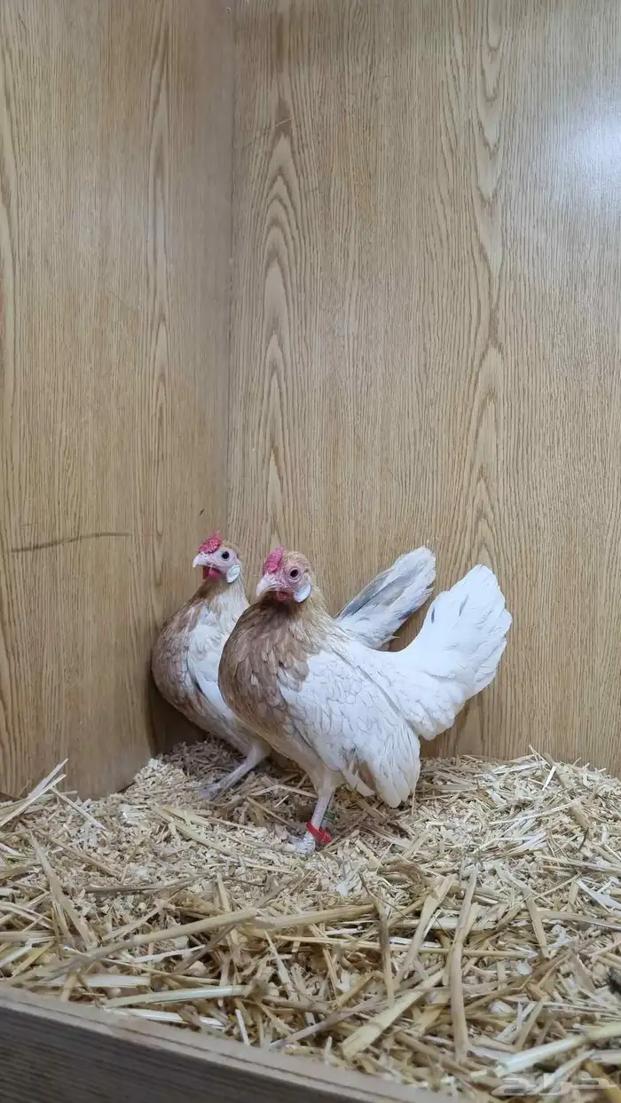 دجاج روز خوارج مميز 1